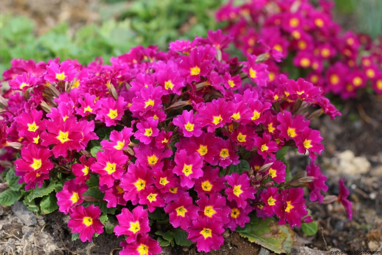 Невысокие цветы для клумбы