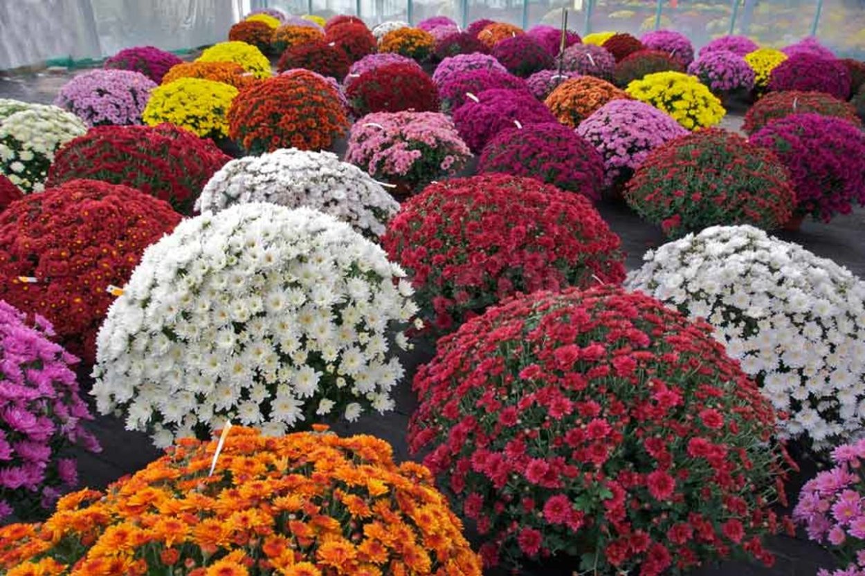 Хризантема мультифлора шаровидная