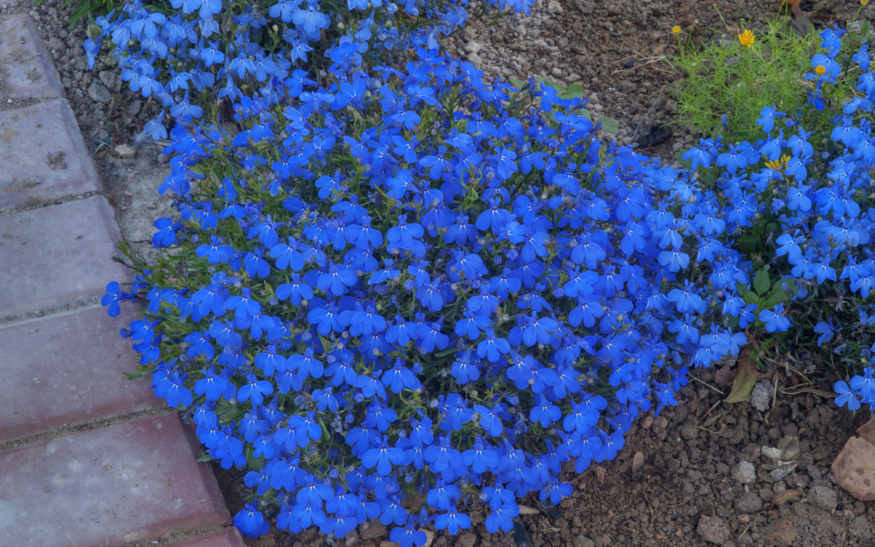 Моноклумба клумба