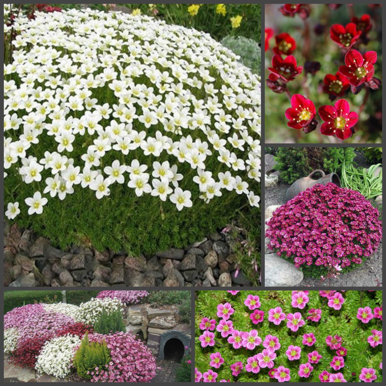 Лобелия регата