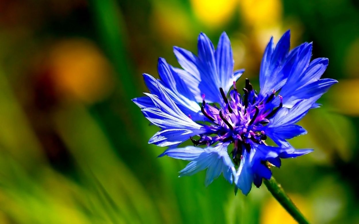 Василек Лагуна