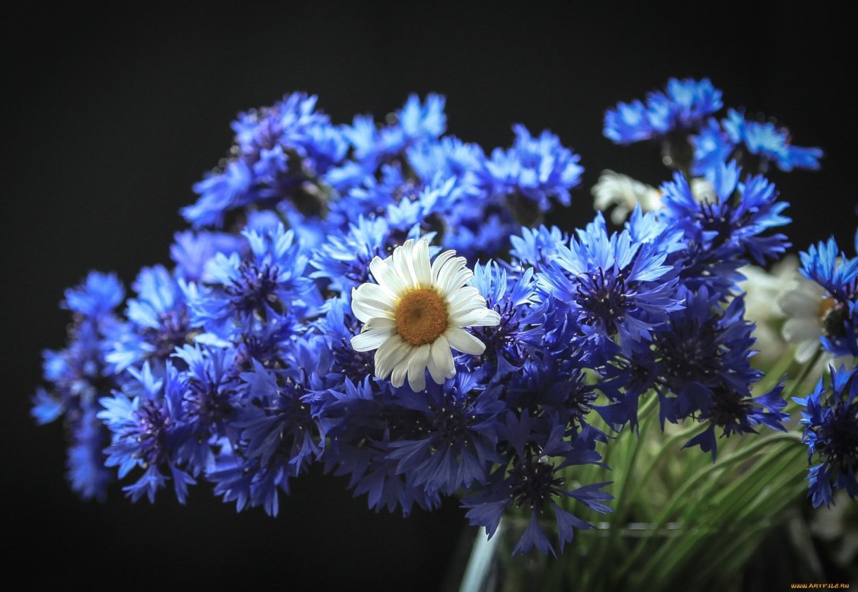 Васильки обои