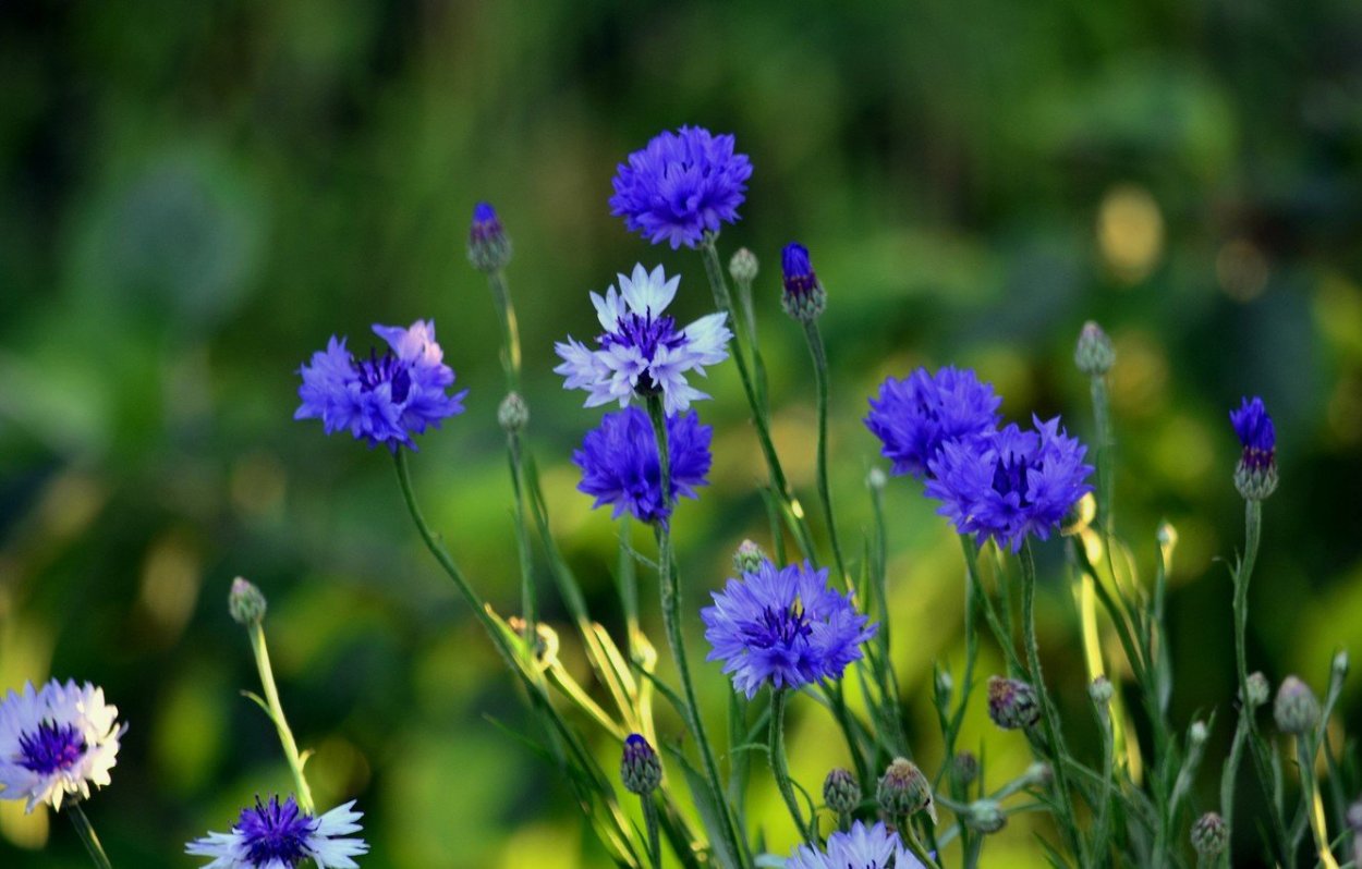 Василек, Ромашка, розовая кашка