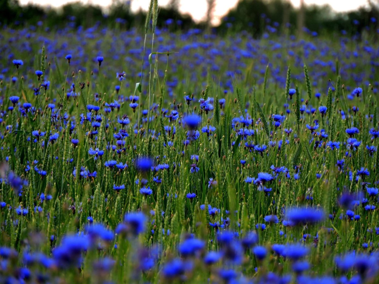 Ромашко Васильковое поле