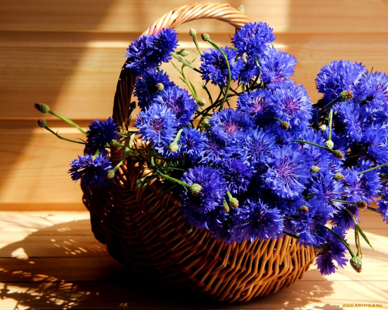 Ханс Эмменеггер васильки