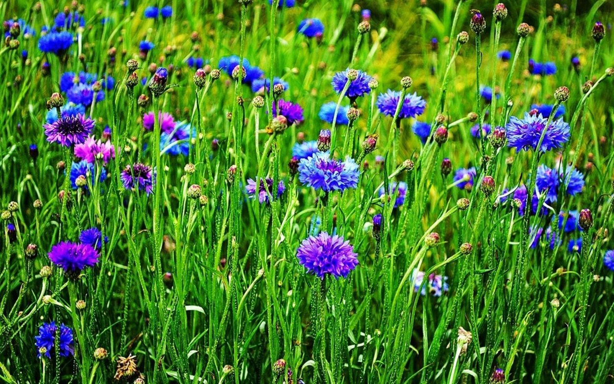 Полевые цветы Василек Луговой