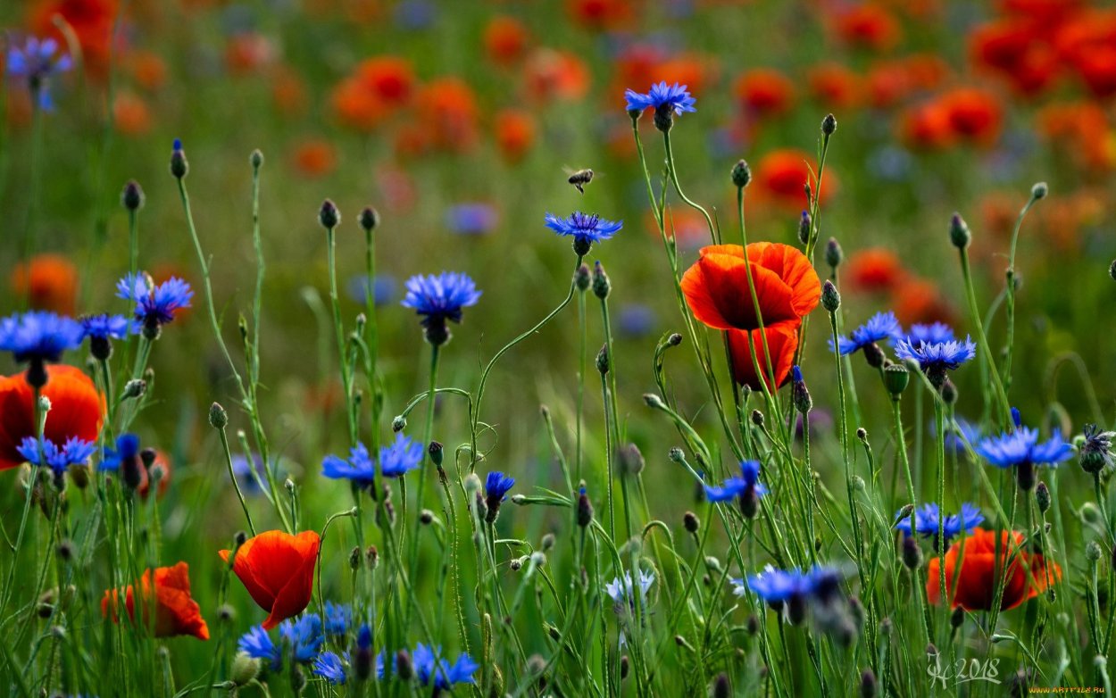 Мак полевой Василек