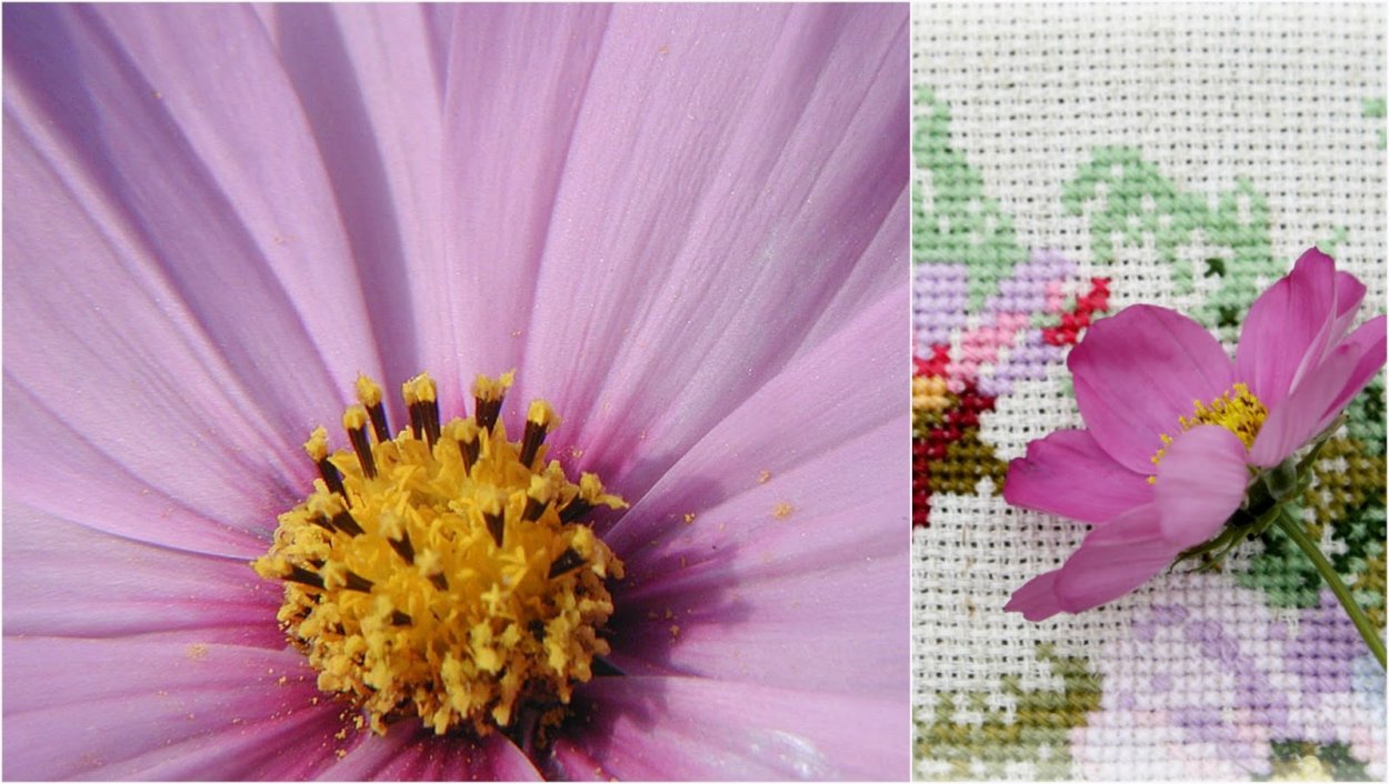 Фиолетовые цветы макро