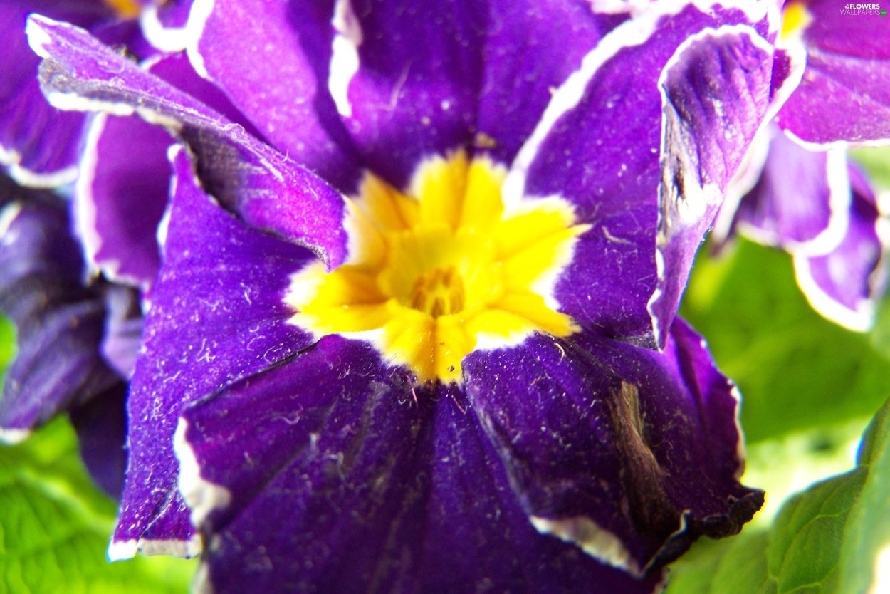 Сиреневые цветы с желтой серединкой