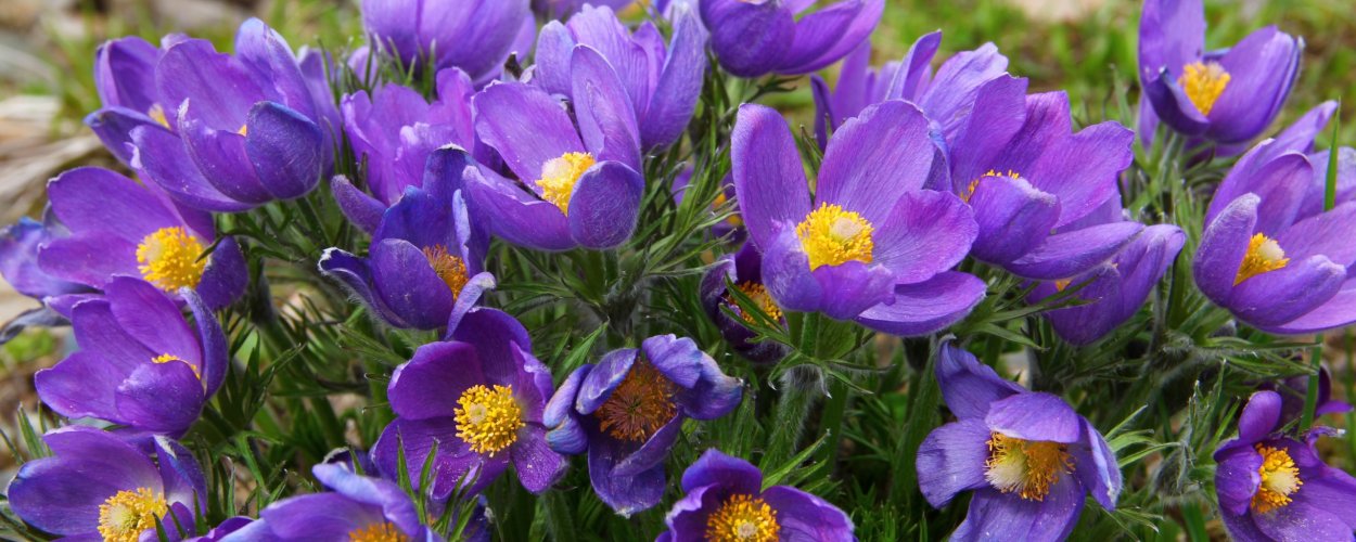 Паслен Рантонетти