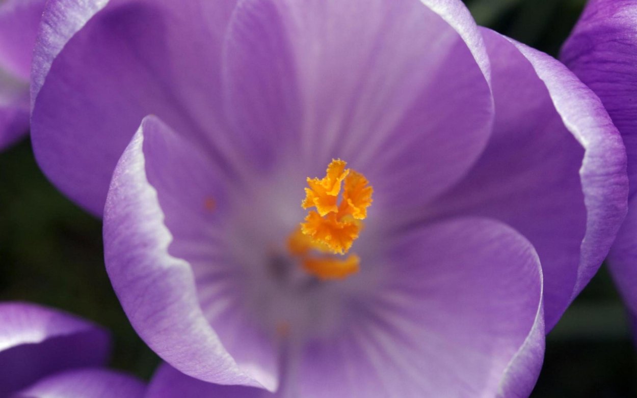 Весенние первоцветы крокусы