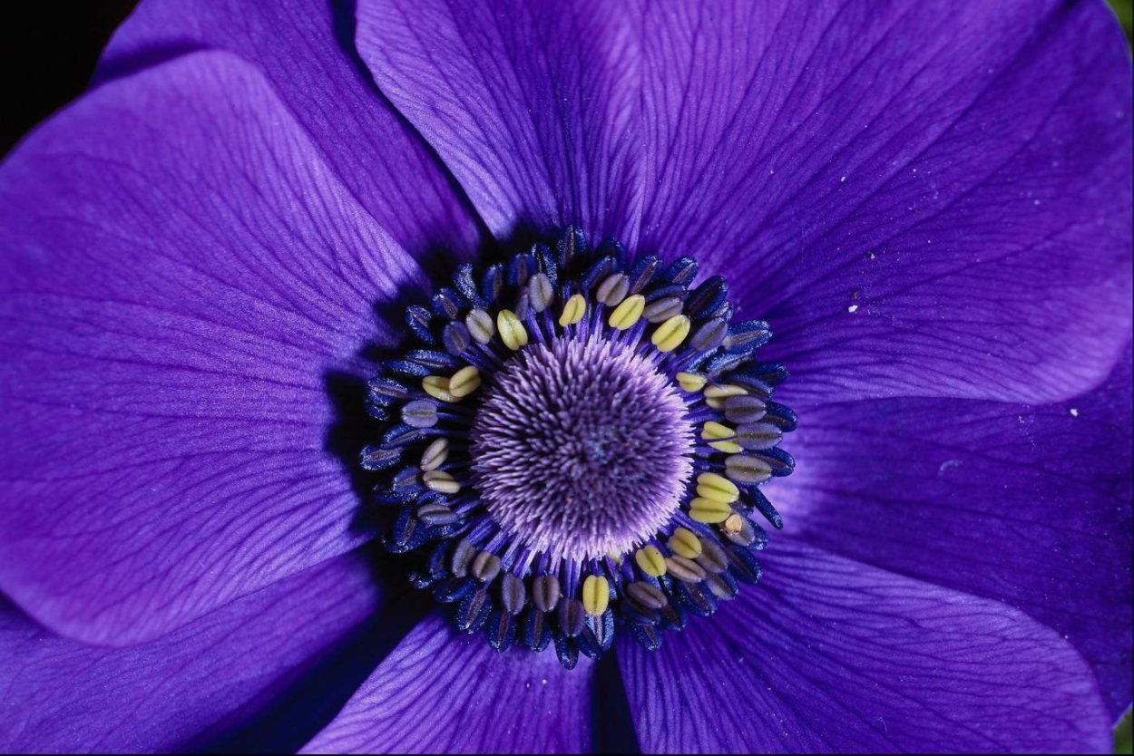 Фиолетовый цветок с желтой серединкой куст