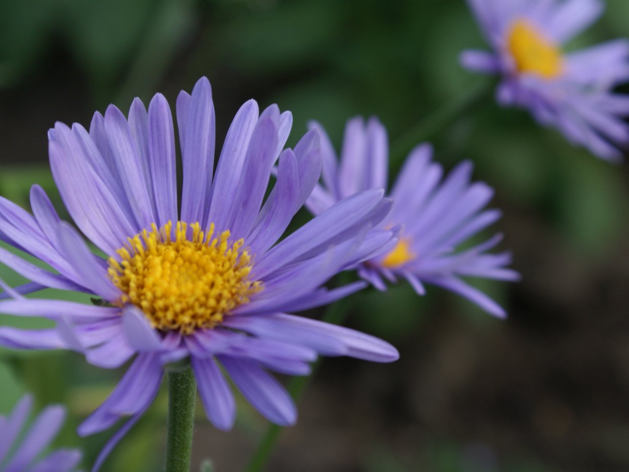 Фиолетовые обои с ромашками