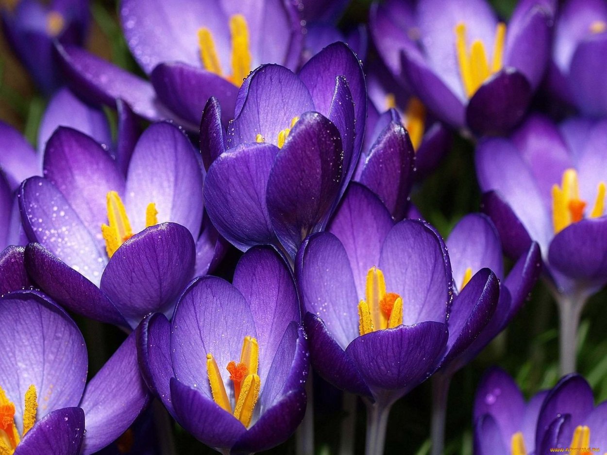 Крокус цветок