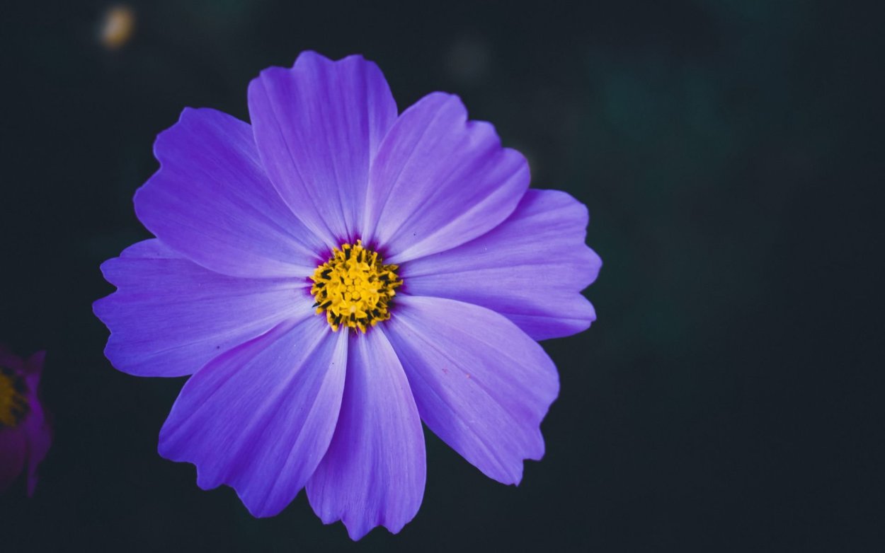 Космея цветы голубые