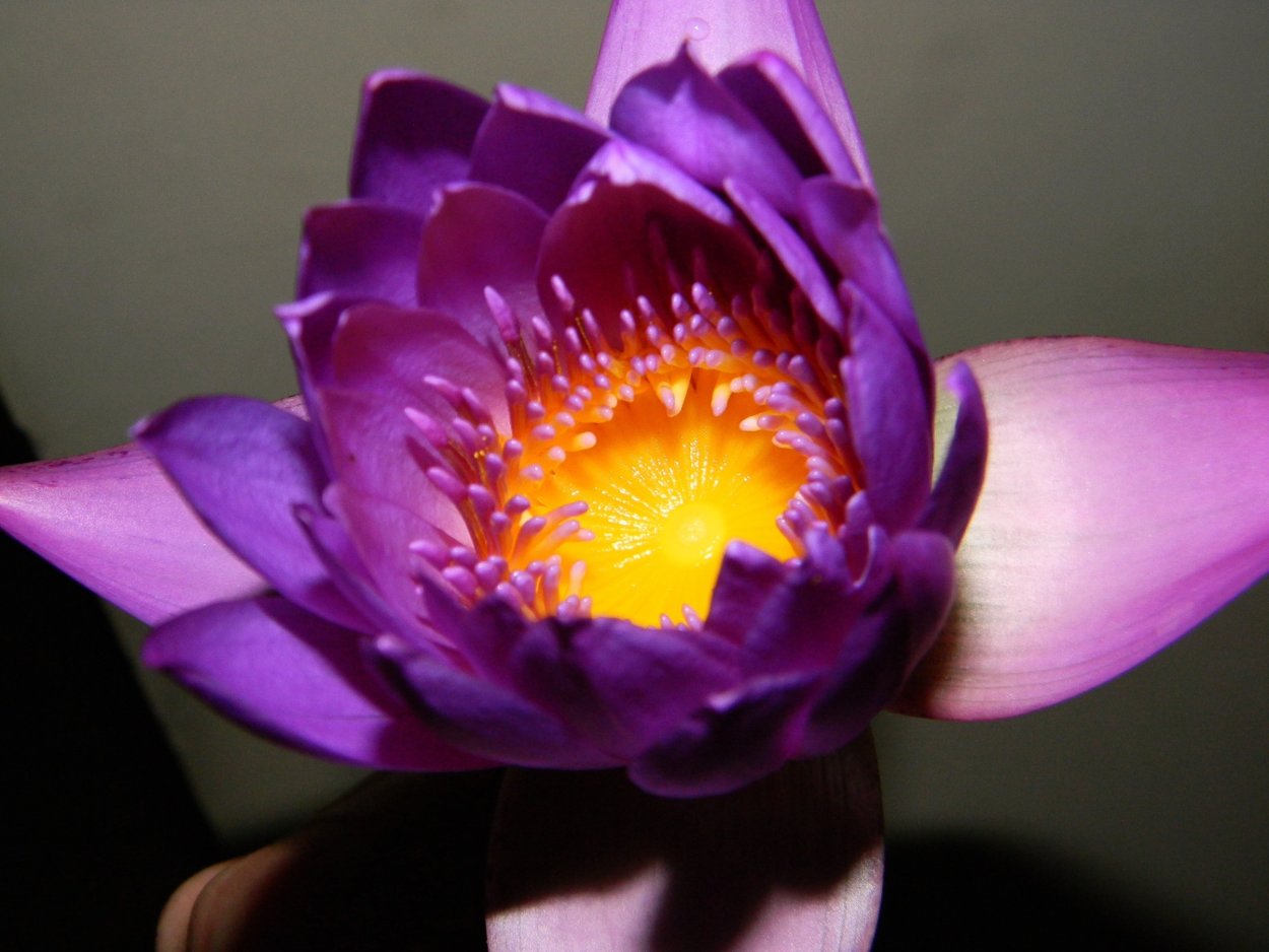 Фиолетовый и желтый