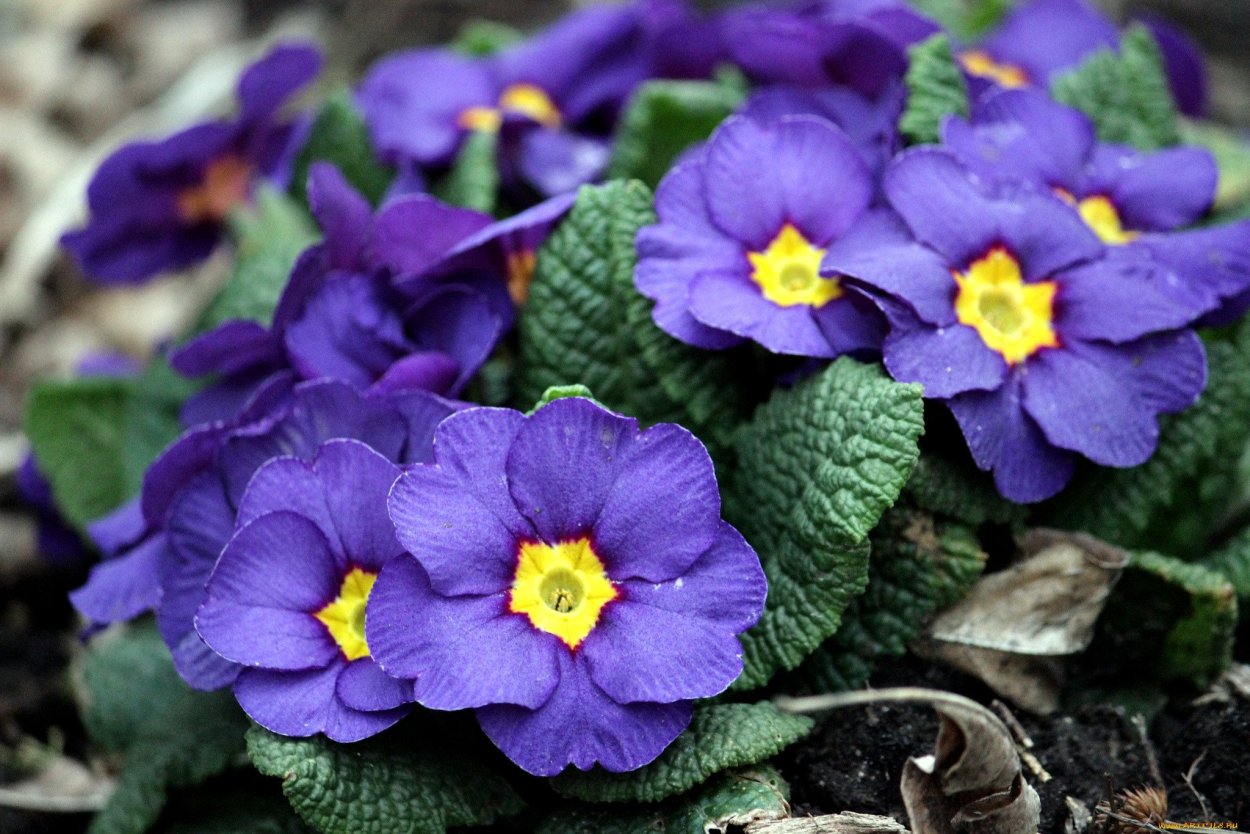 Цветение шафрана