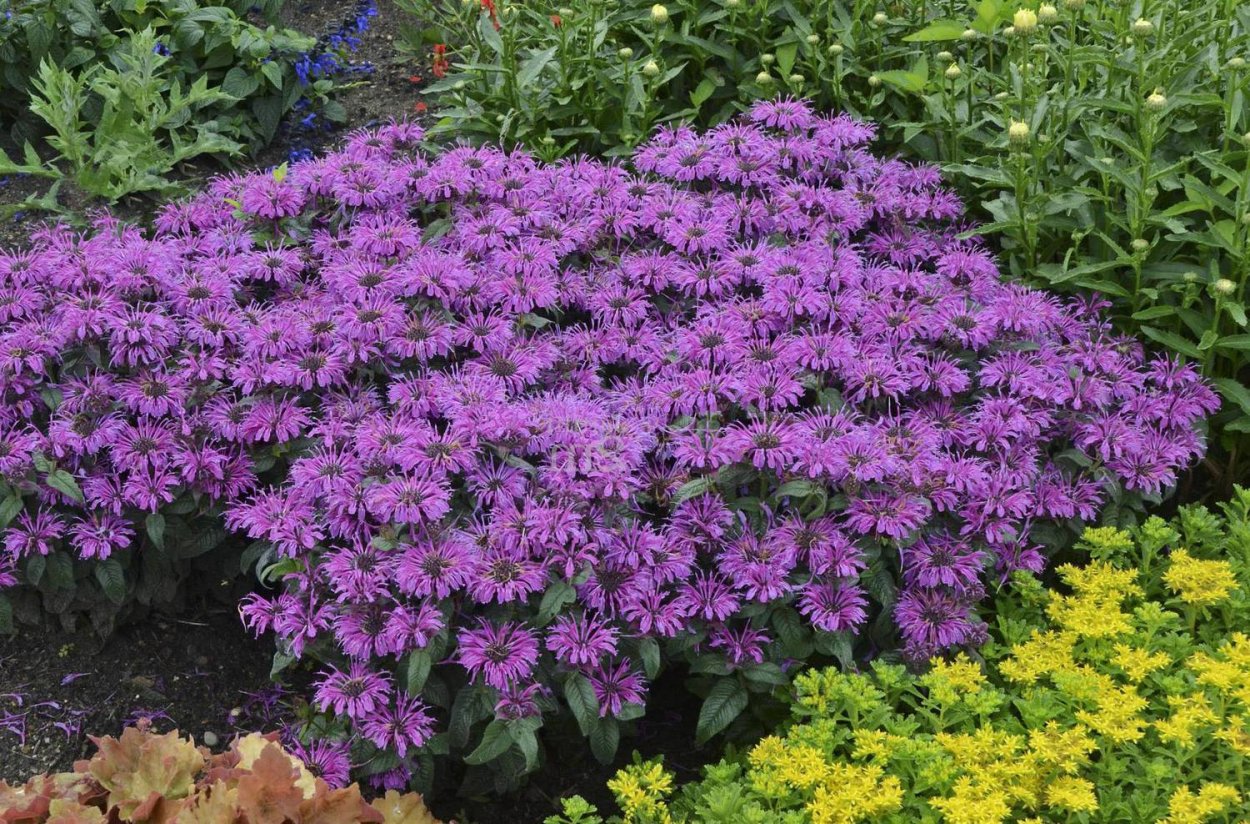 Астильба бордюрная