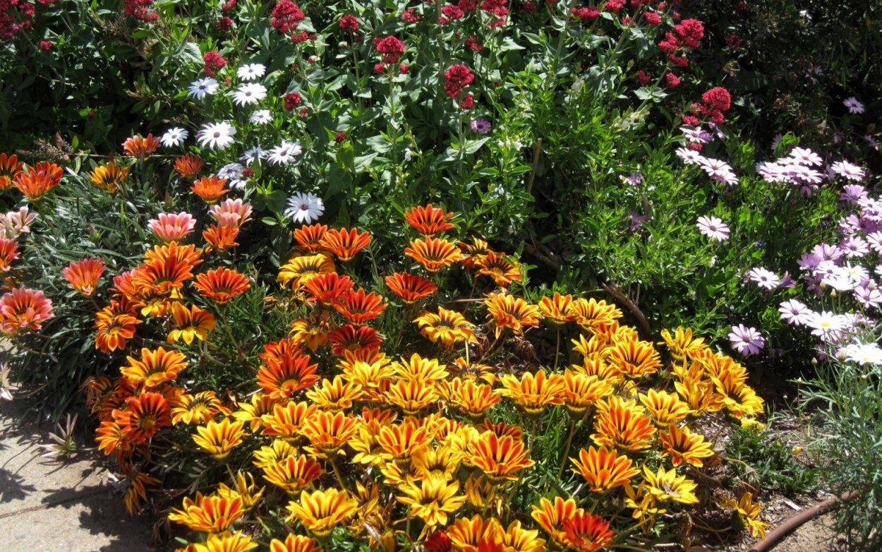 Многолетники для Сибири