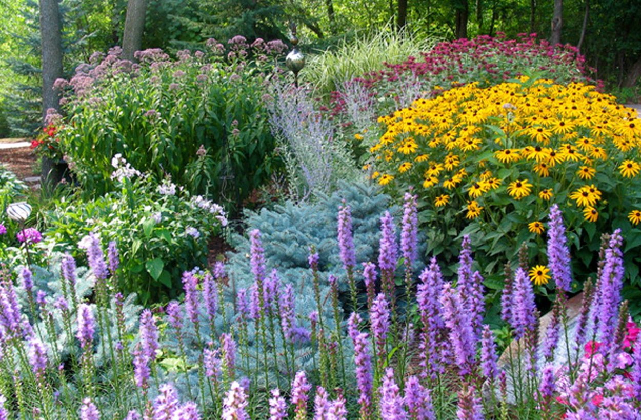 Вероника колосковая в цветнике