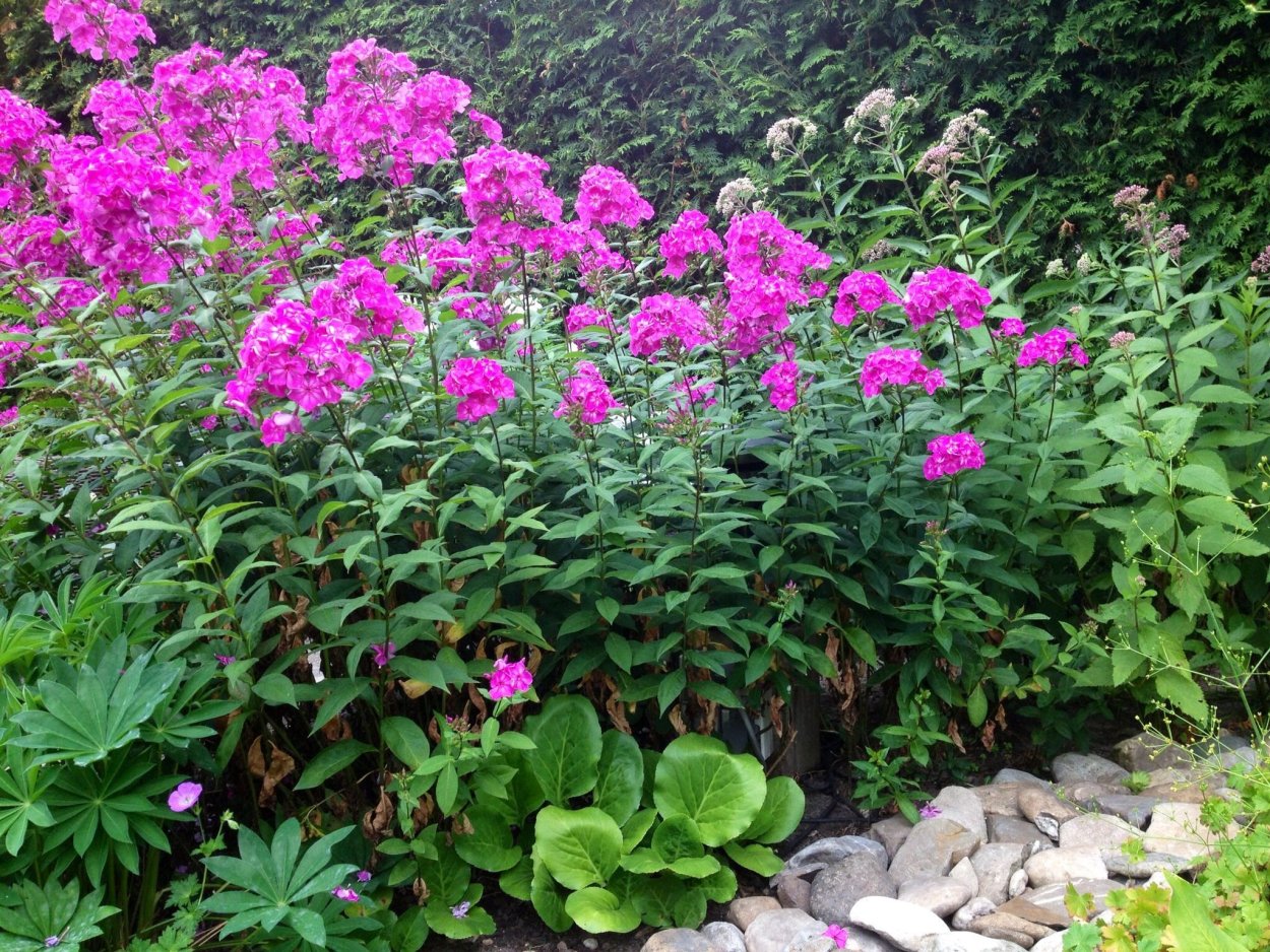 Гортензия Роуз Блю