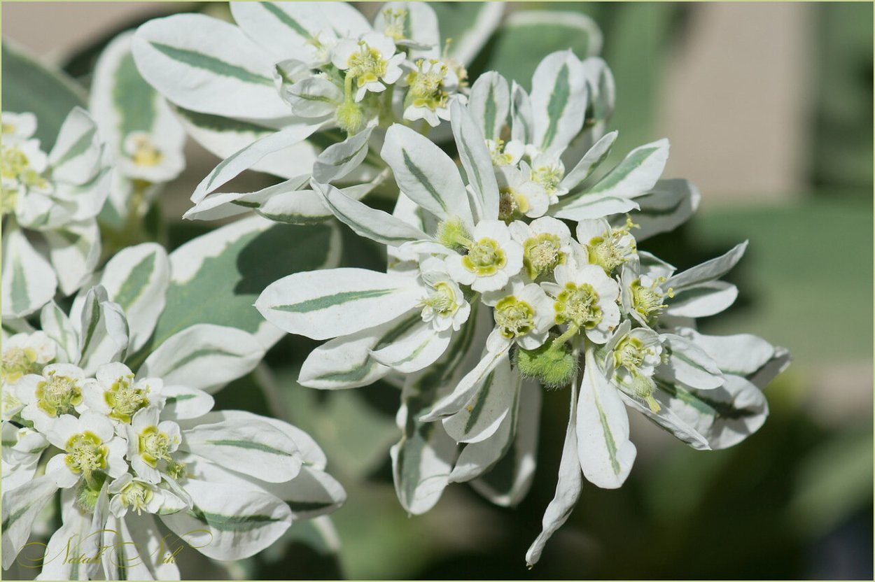 Молочай окаймленный Снежная вершина