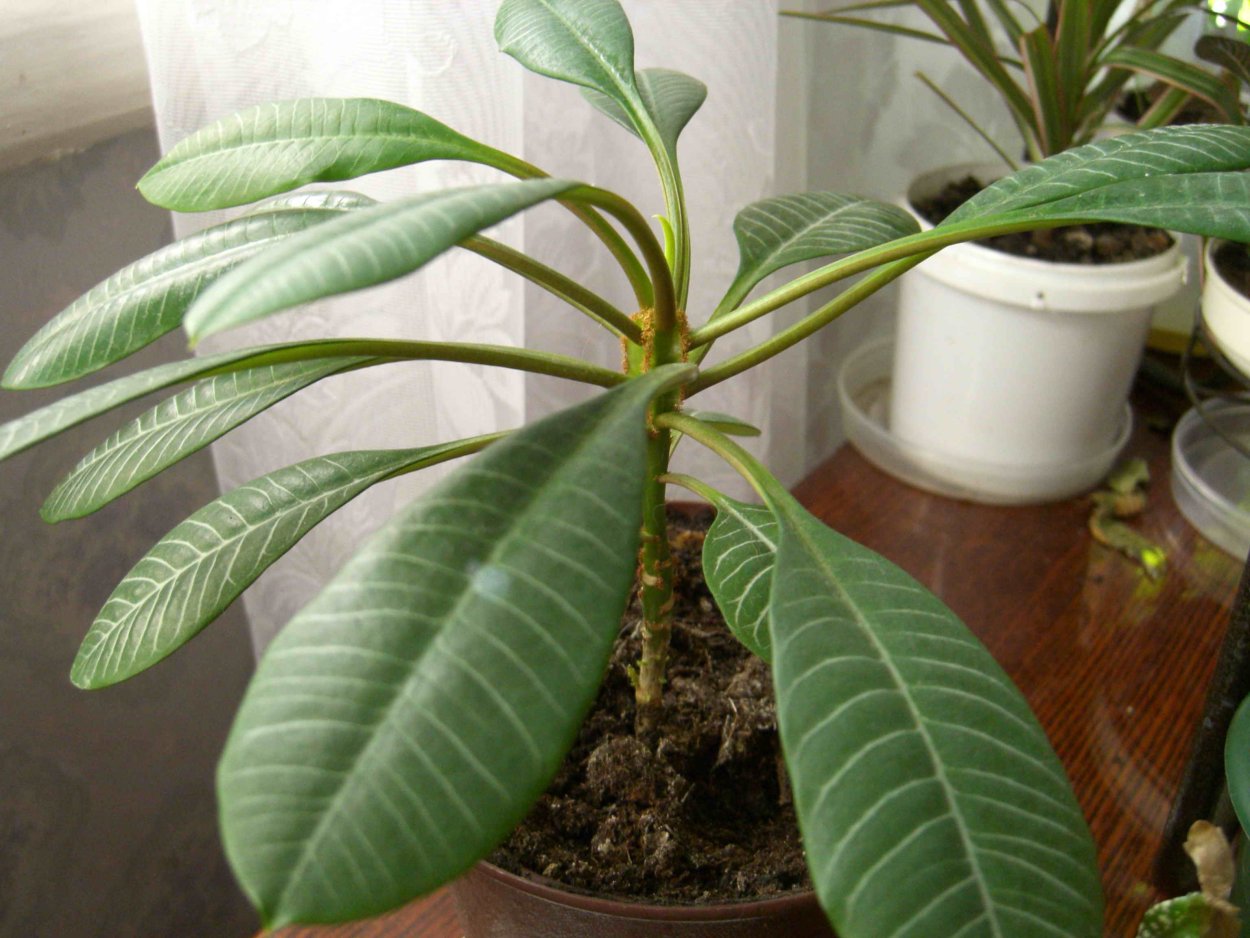 Фикус молочай