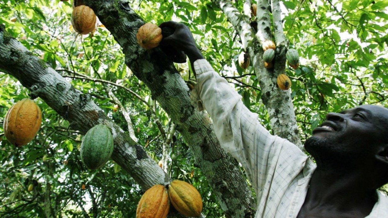 Пузырник древовидный