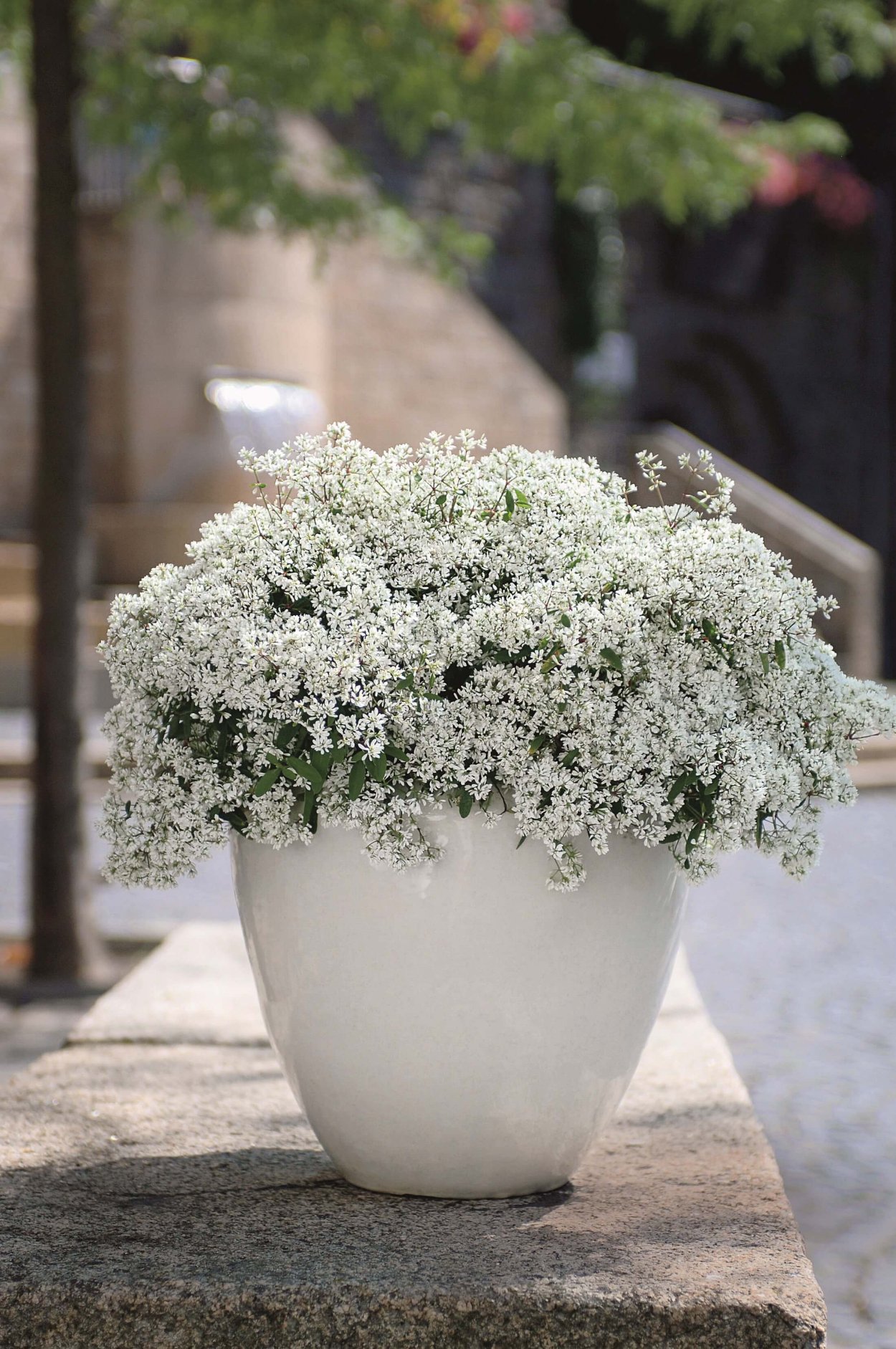 Молочай обильноцветущий