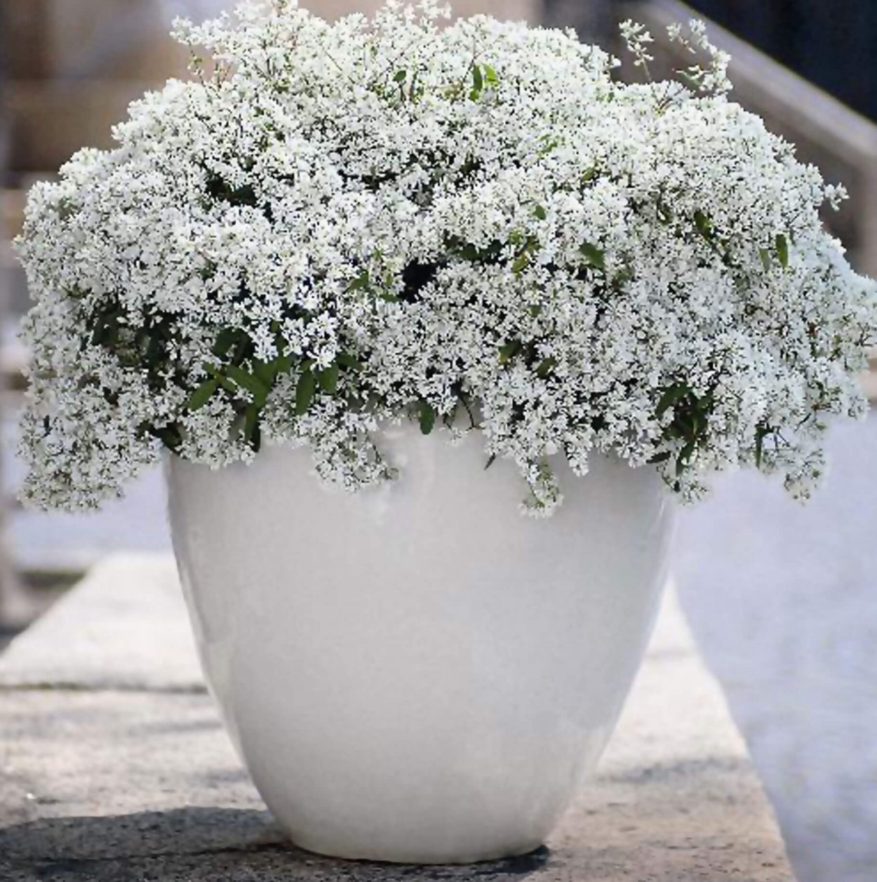 Молочай окаймленный Снежная вершина