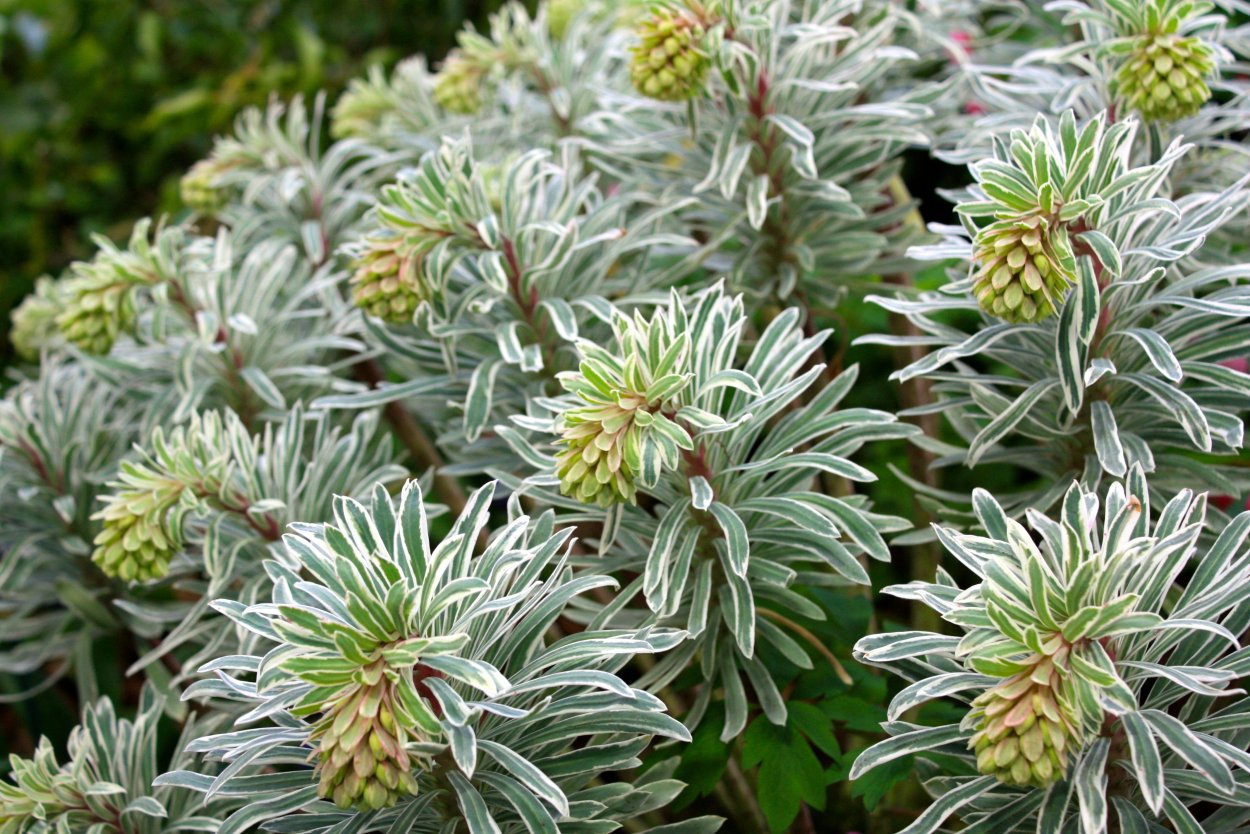 Молочай Mountain Snow