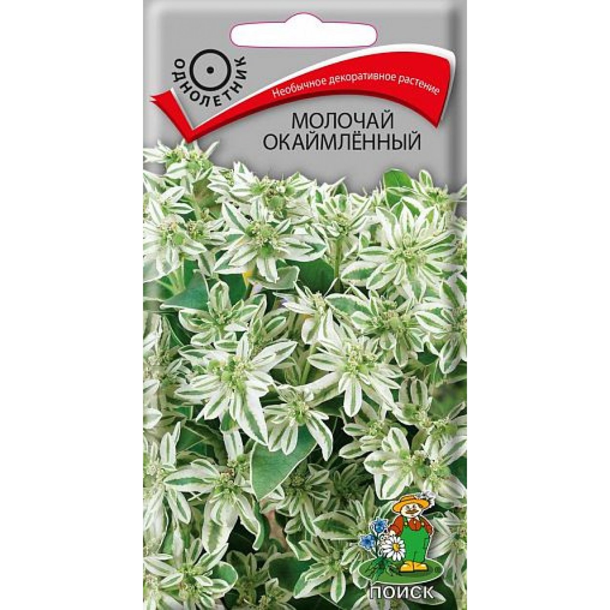 Молочай Бенджамина