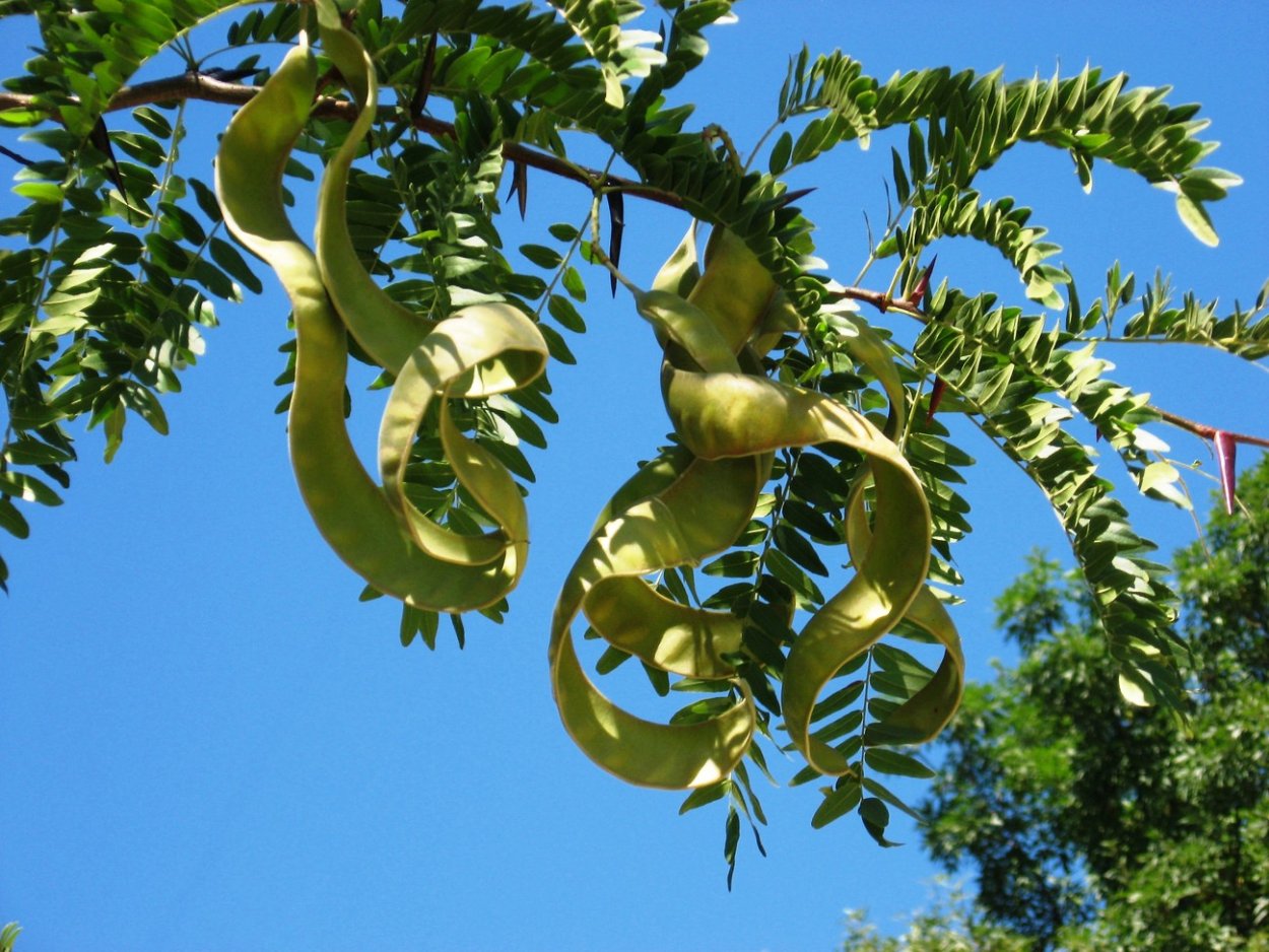 Гледичия Акация