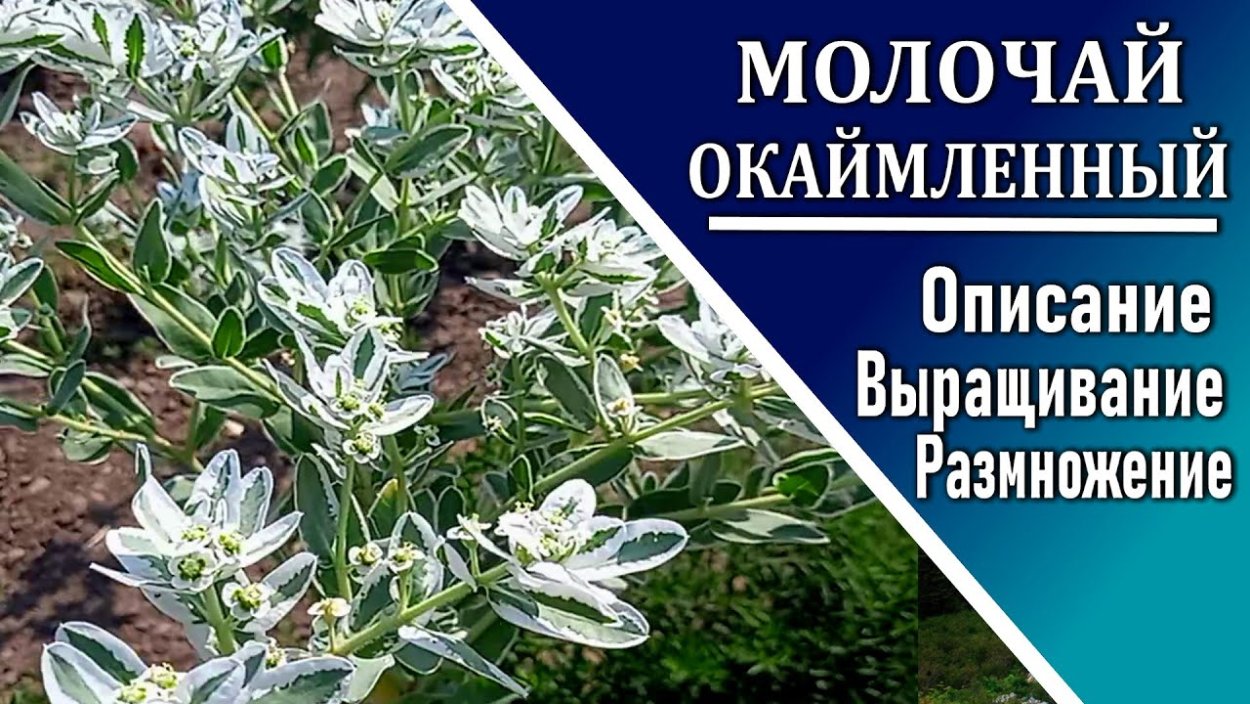 Молочай окаймленный эуфорбия