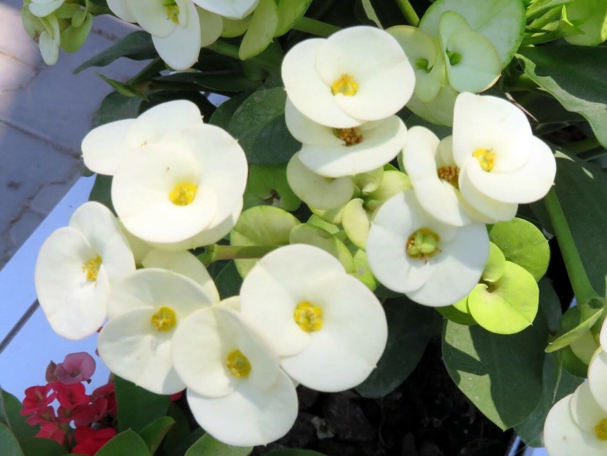 Эуфорбия Хамасице