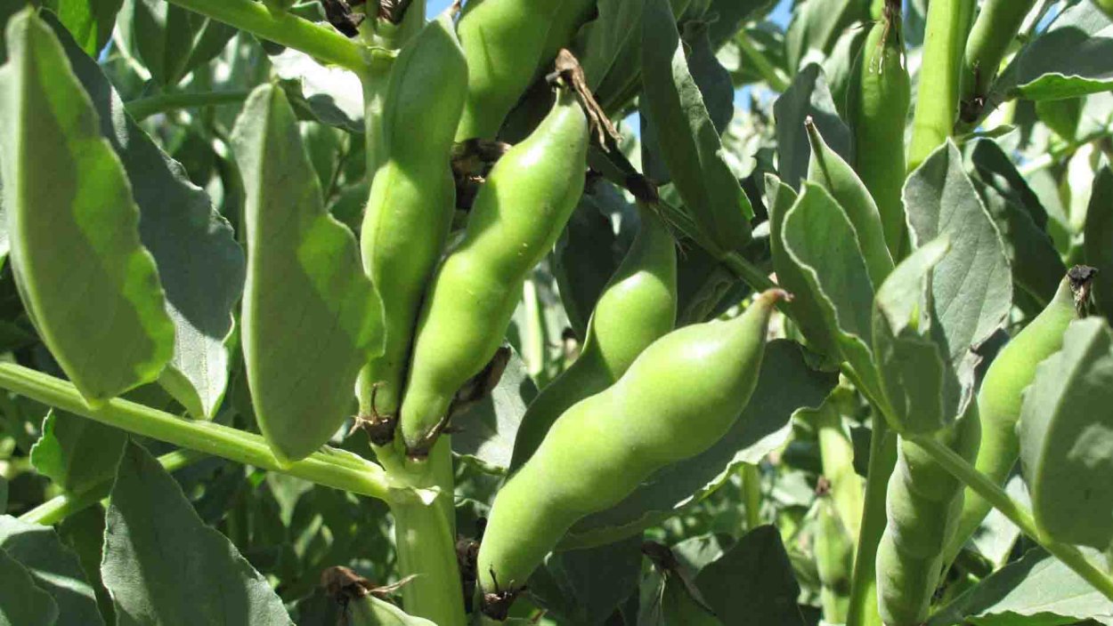 Мультик Джек и бобовый стебель