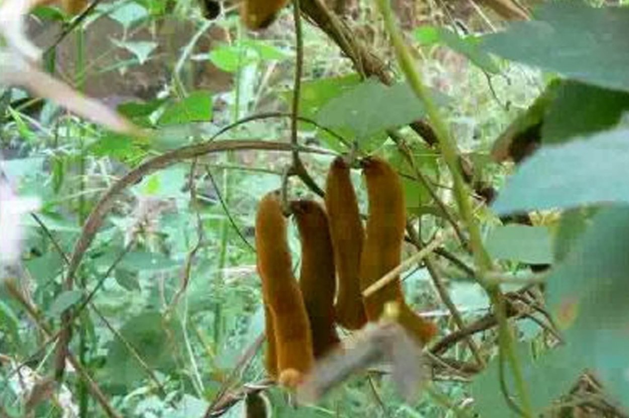 Лиана со стручками