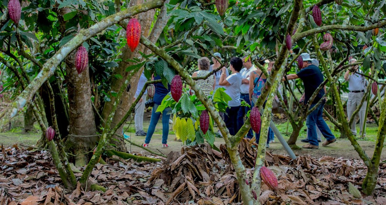 Плантации какао