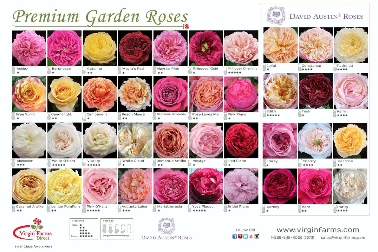 Роза Раубриттер плетистая