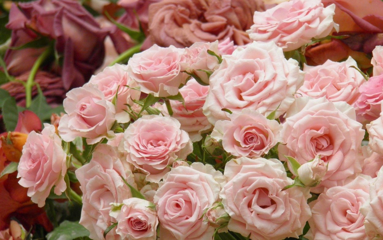 Роза куст Джульетта розовая