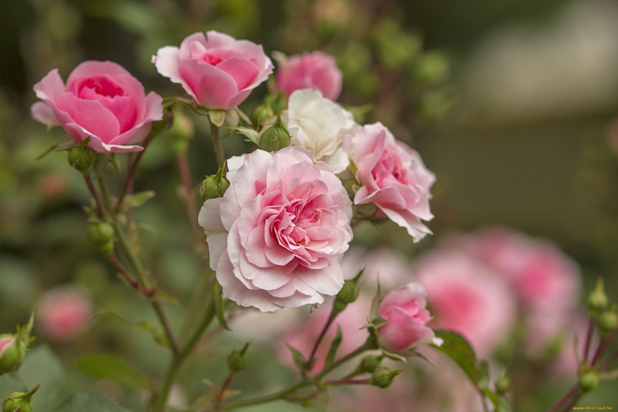 Розы красные и белые