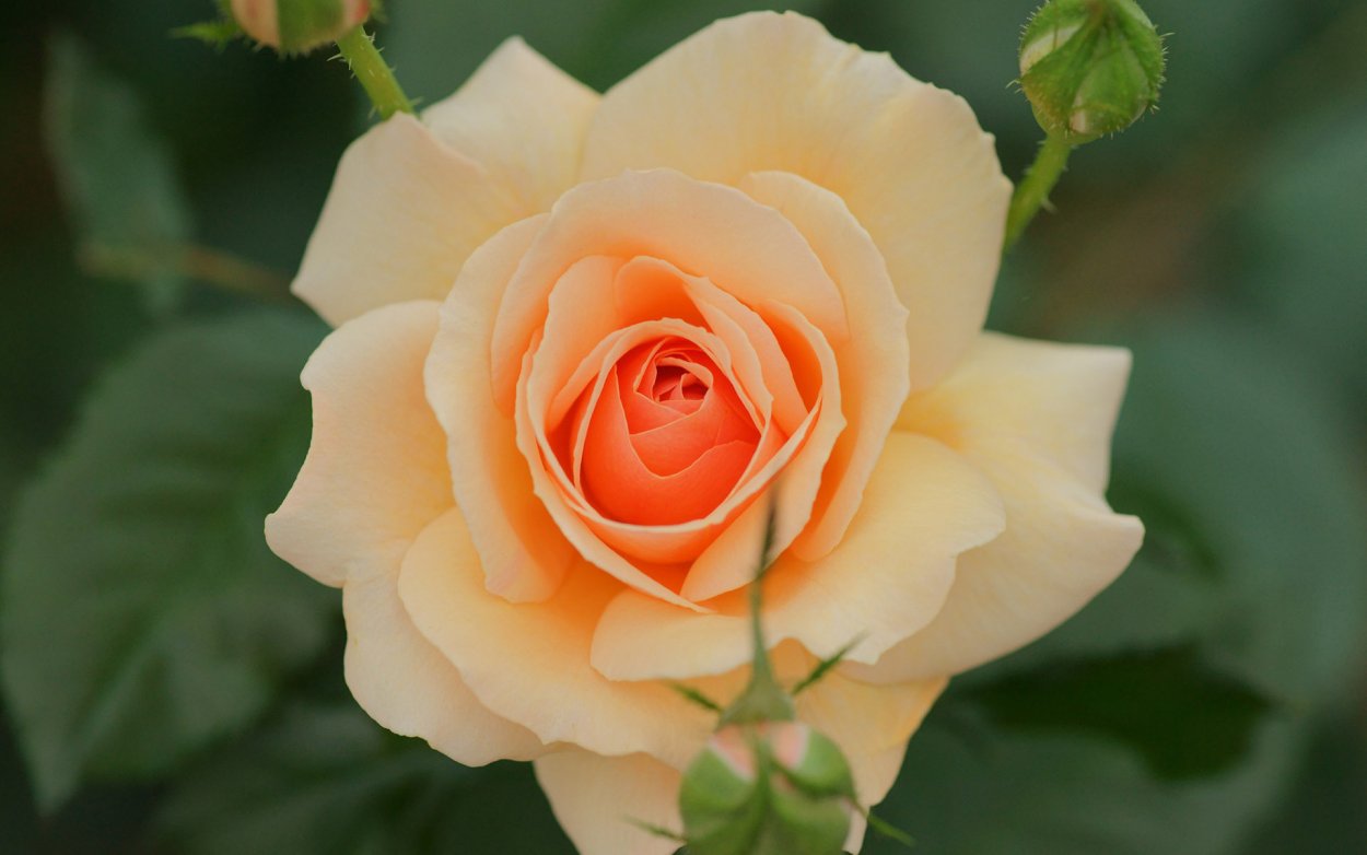 Дэвид Остин розы сорта