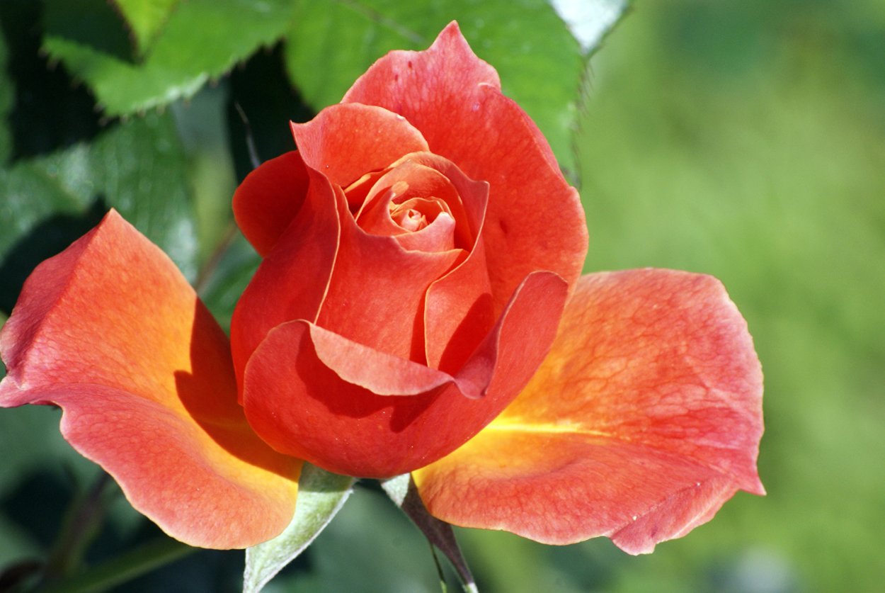 Роза Пикадилли Циркус