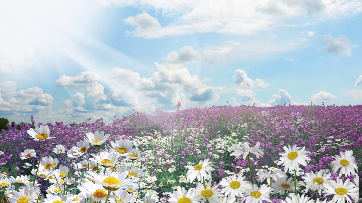 Ромашковое поле