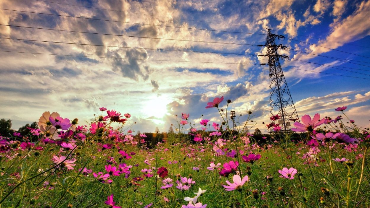 Летняя природа