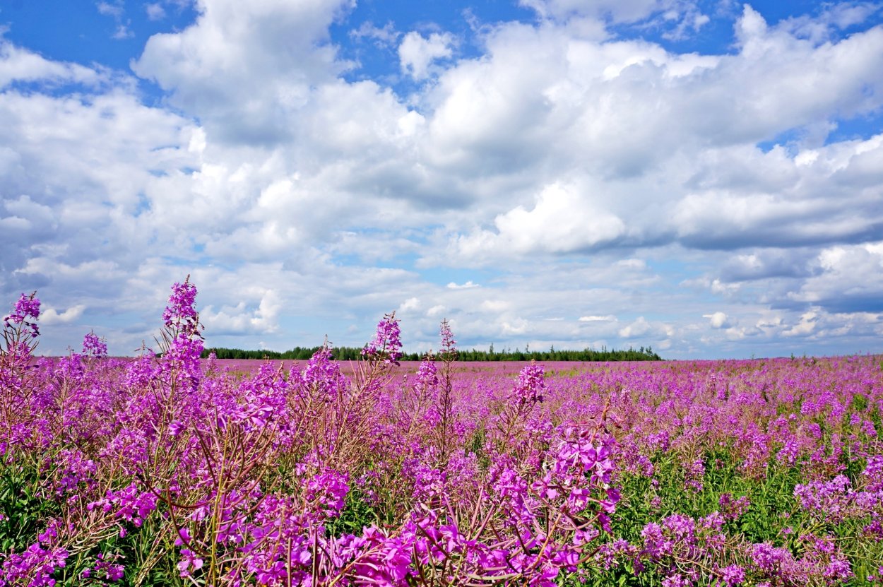 Поля с Иван чаем Подмосковье -