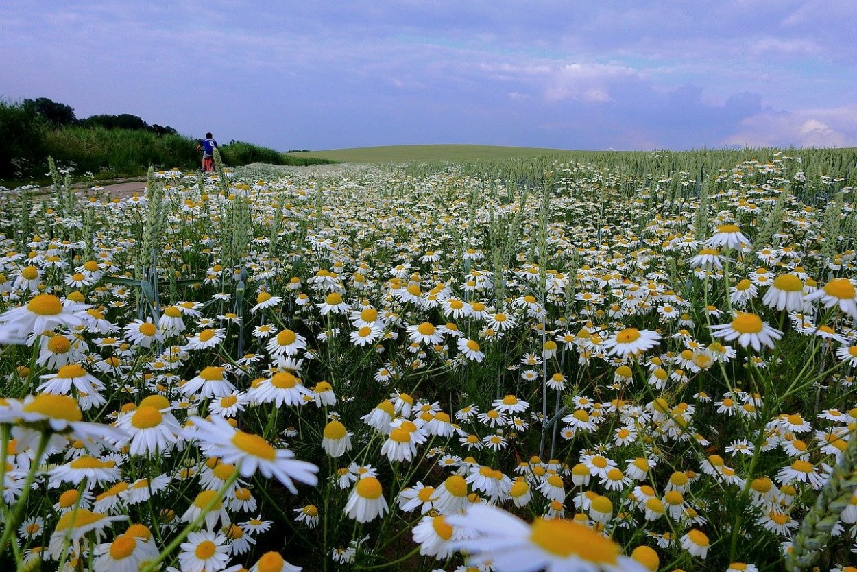Ромашковое поле Каменск Уральский
