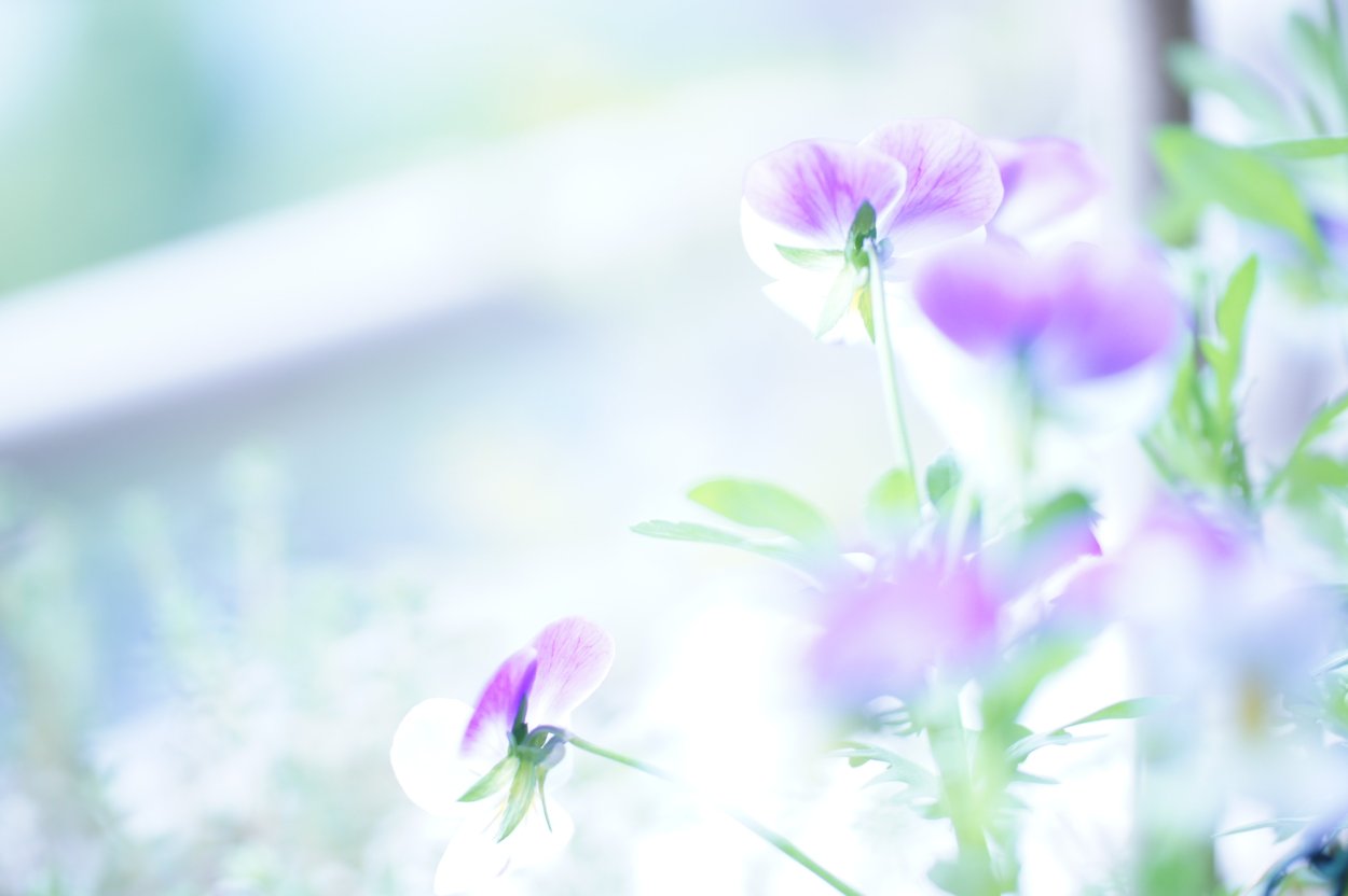 Г. Луховицы (Луховицкий район)