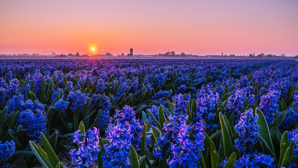 Гиацинты поля Голландия