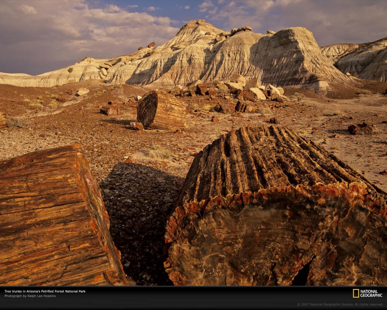 Окаменевший лес Петрифайд-Форест, США